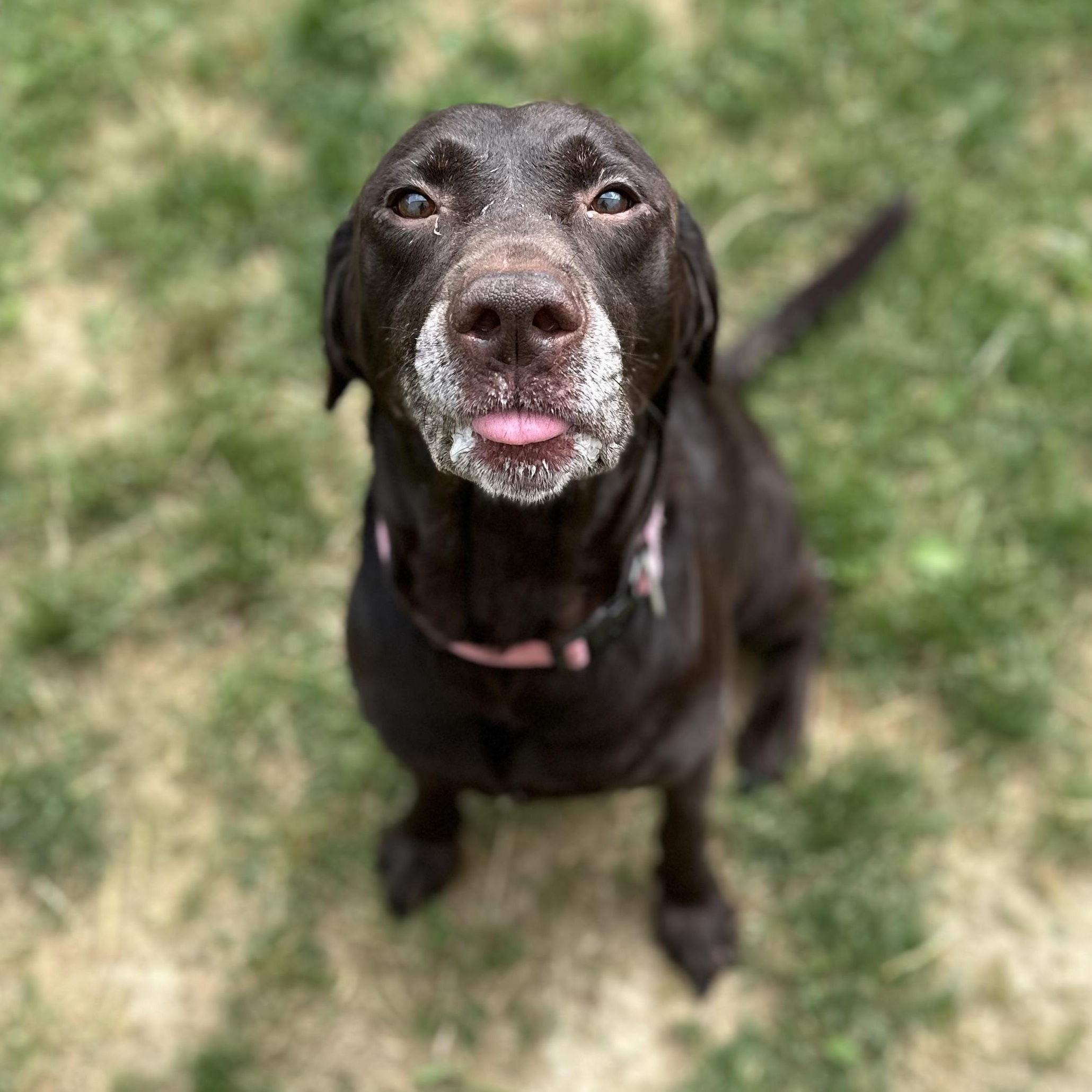 Enlarge Moana, an adopted Chocolate Labrador Retriever in Youngstown, OH image 2/3