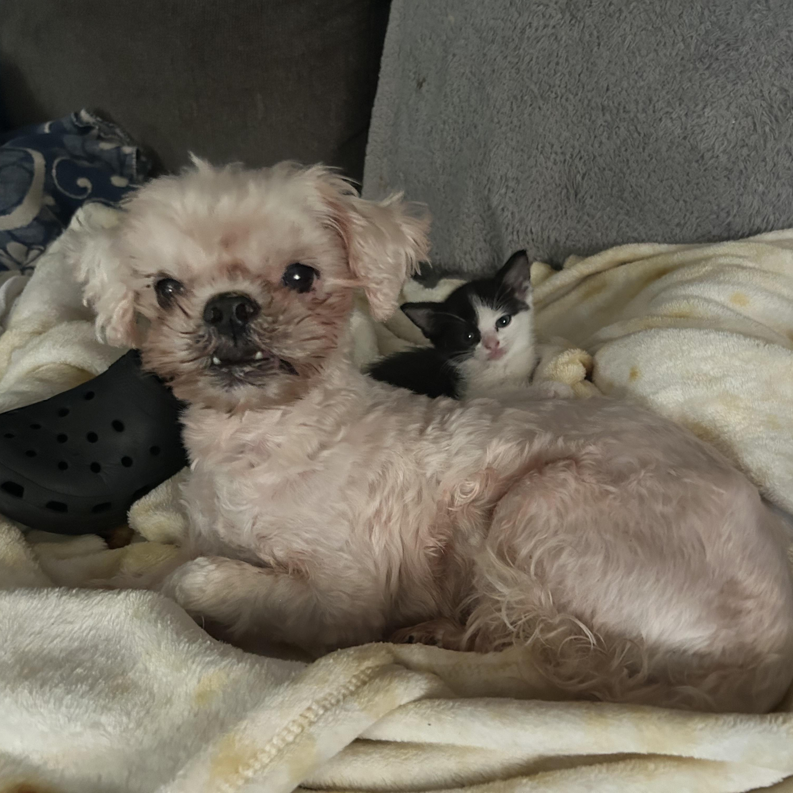 Carol, a Adoptable Shih Tzu image 6/6