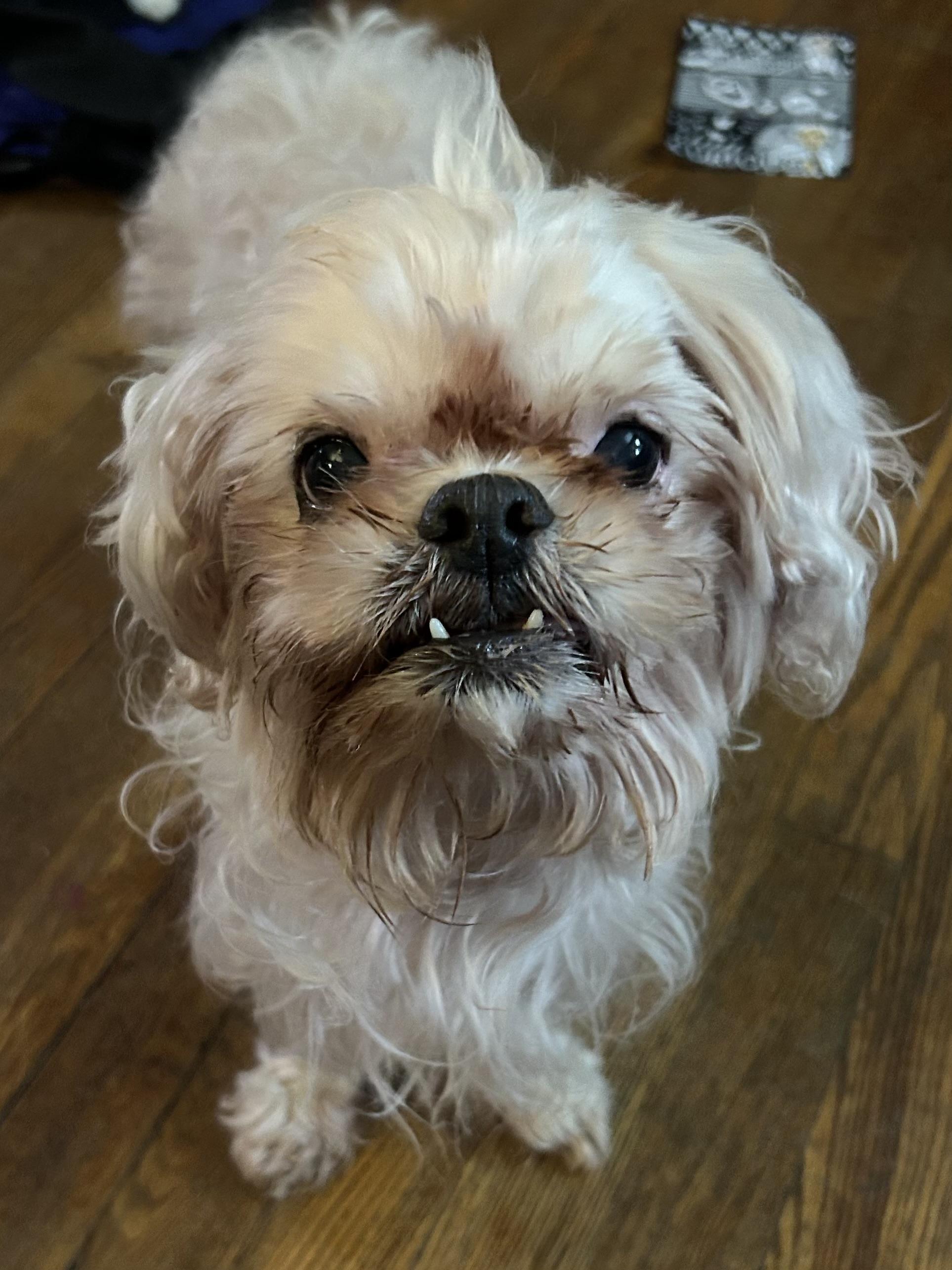 Carol, a Adoptable Shih Tzu image 1/6