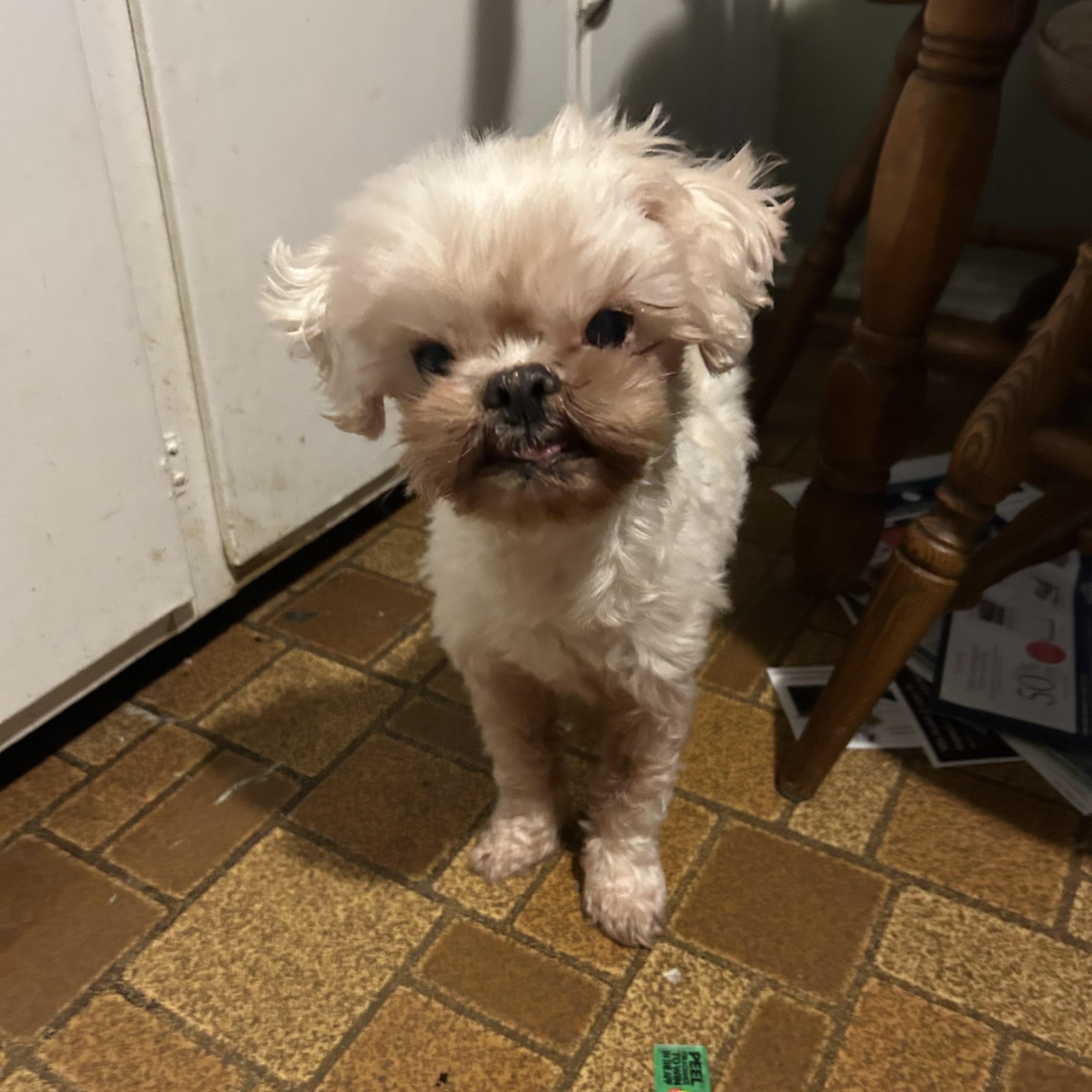 Carol, a Adoptable Shih Tzu image 4/6