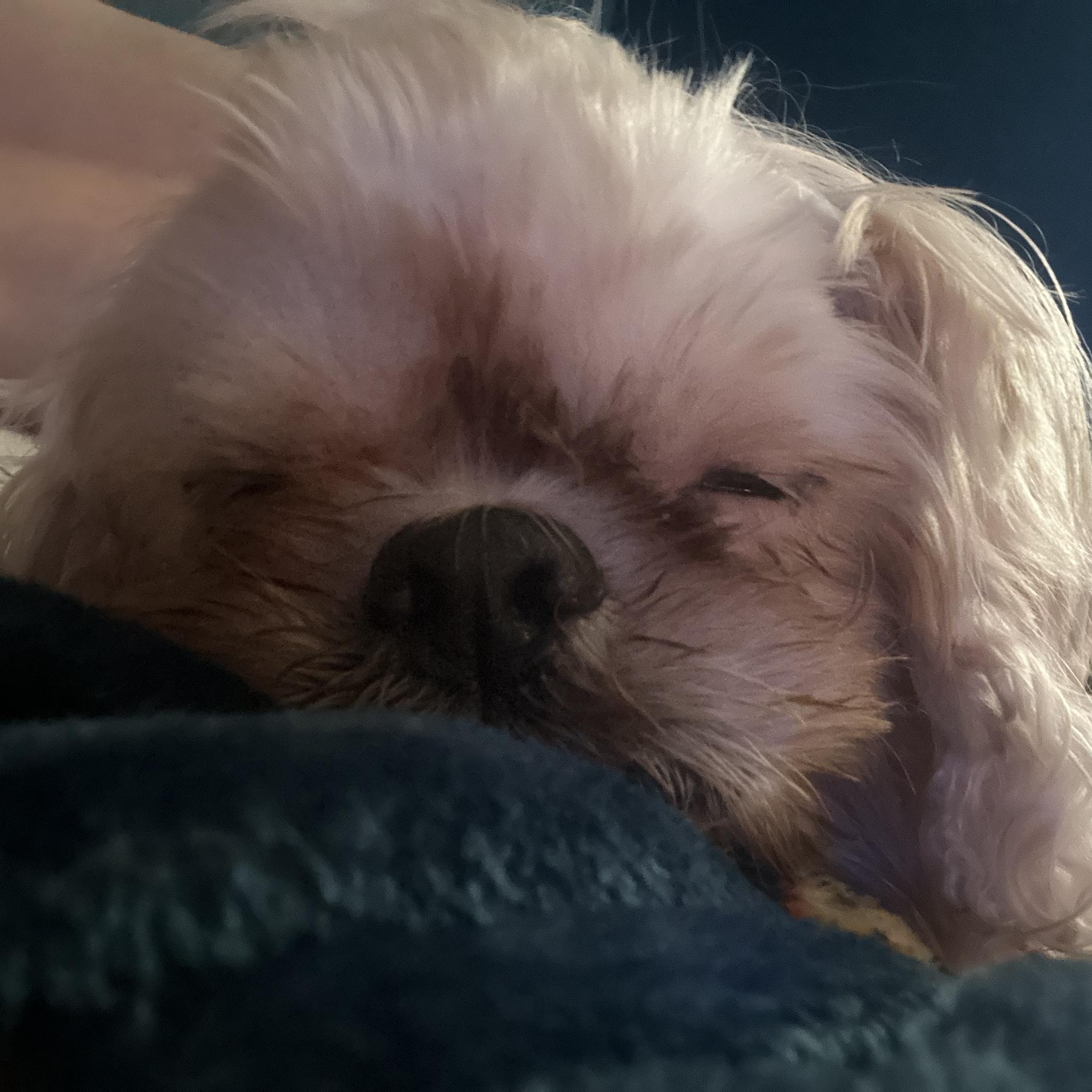 Carol, a Adoptable Shih Tzu image 2/6