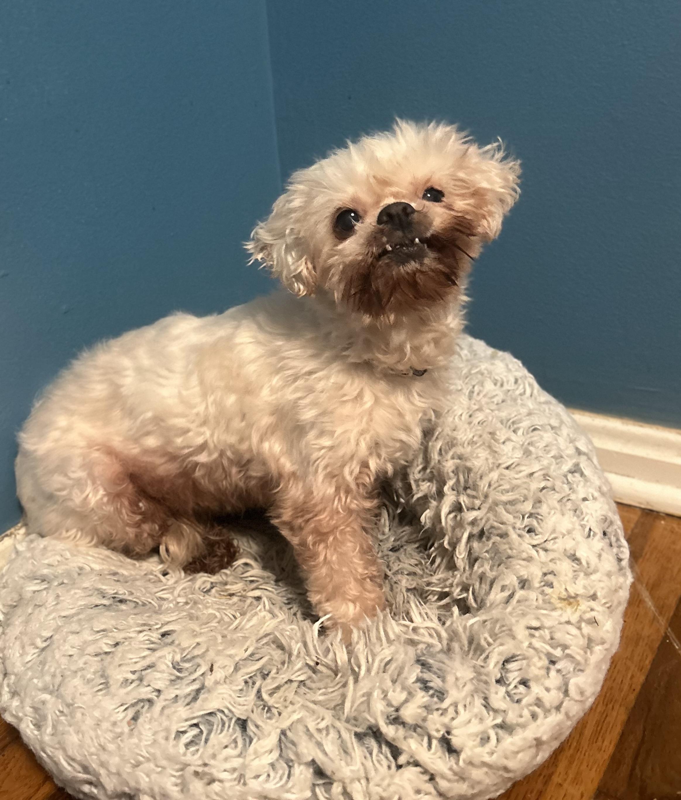 Carol, a Adoptable Shih Tzu image 3/6