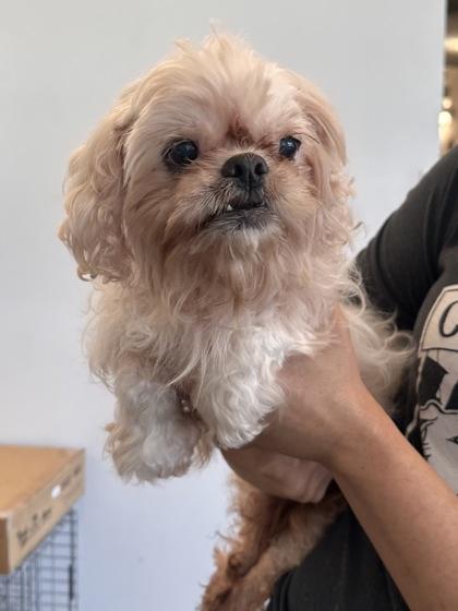 Carol, a Adoptable Shih Tzu image 5/6