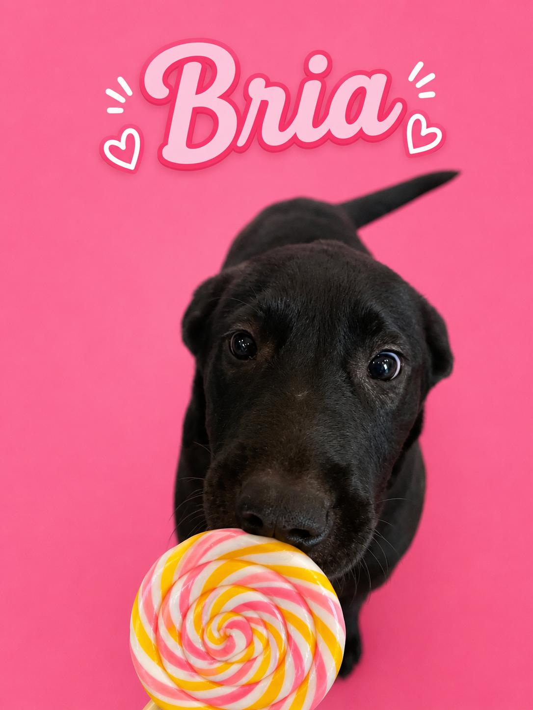 Enlarge Bria, a Adoptable mixed breed in Scranton, PA image 3/3
