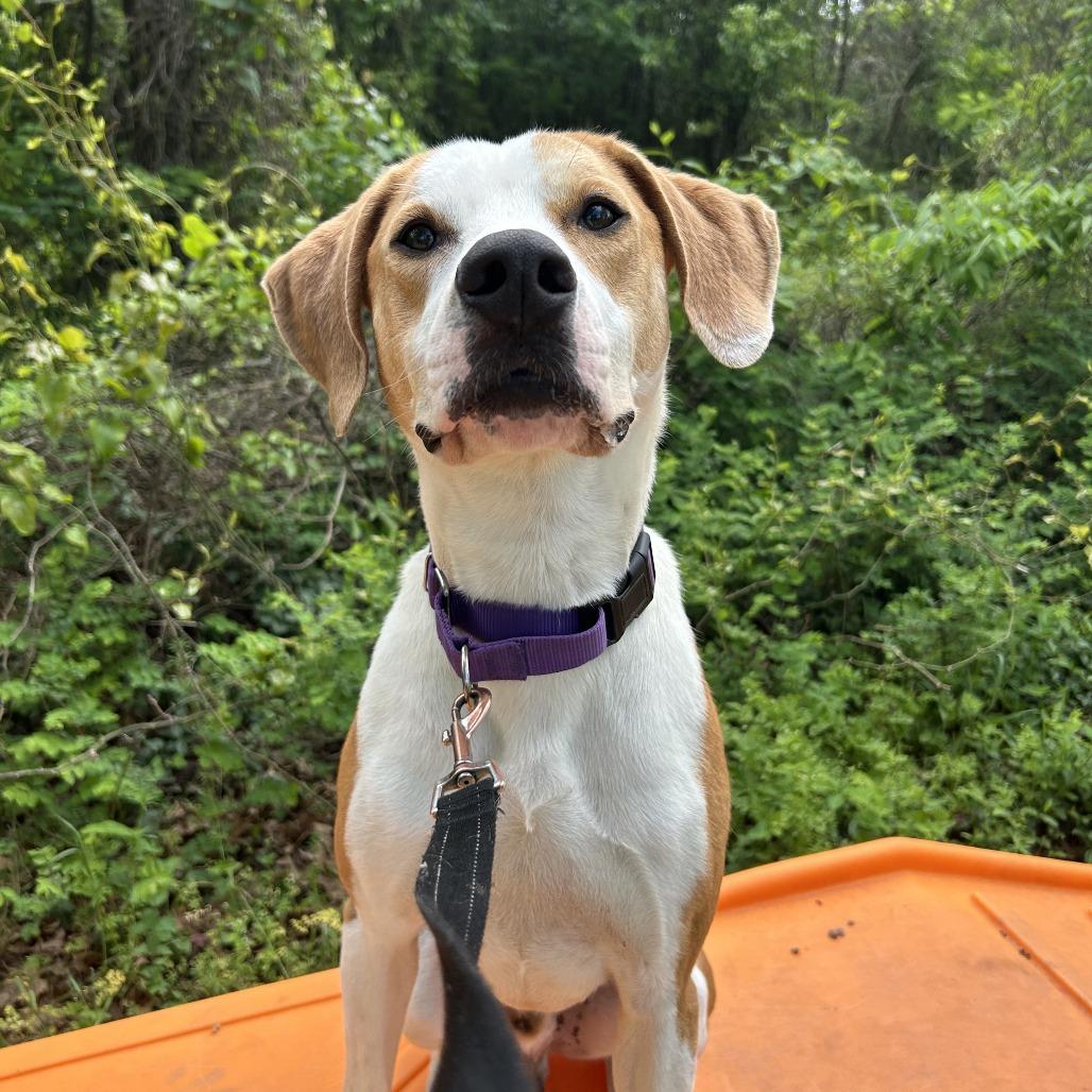 Lokey, Adoptable, Adult Male Mixed Breed.