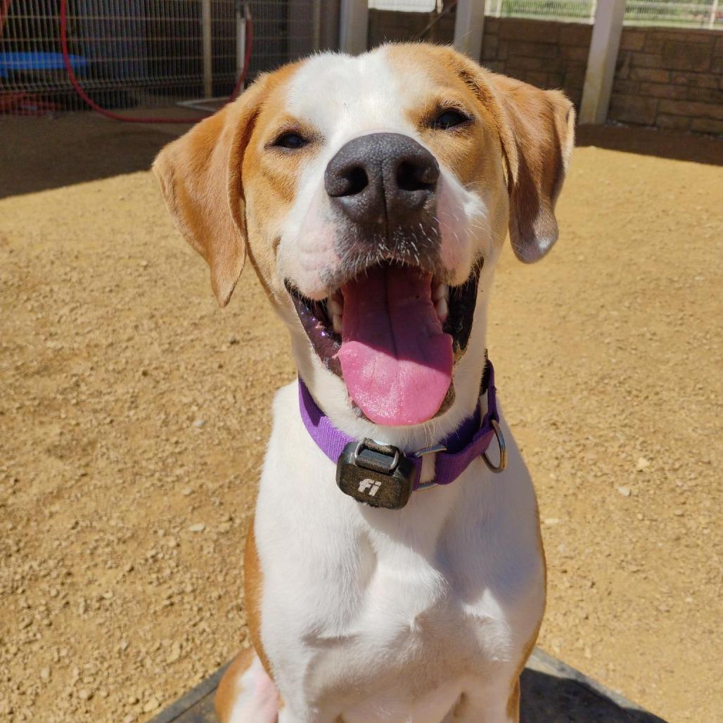 Lokey, Adoptable, Adult Male Coonhound & Mixed Breed.