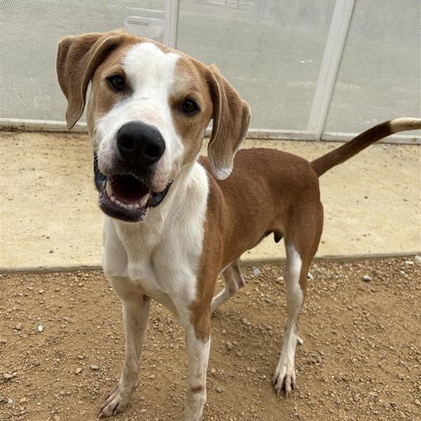 Enlarge Lokey, a Adoptable Mixed Breed in Bentonville, AR image 3/6