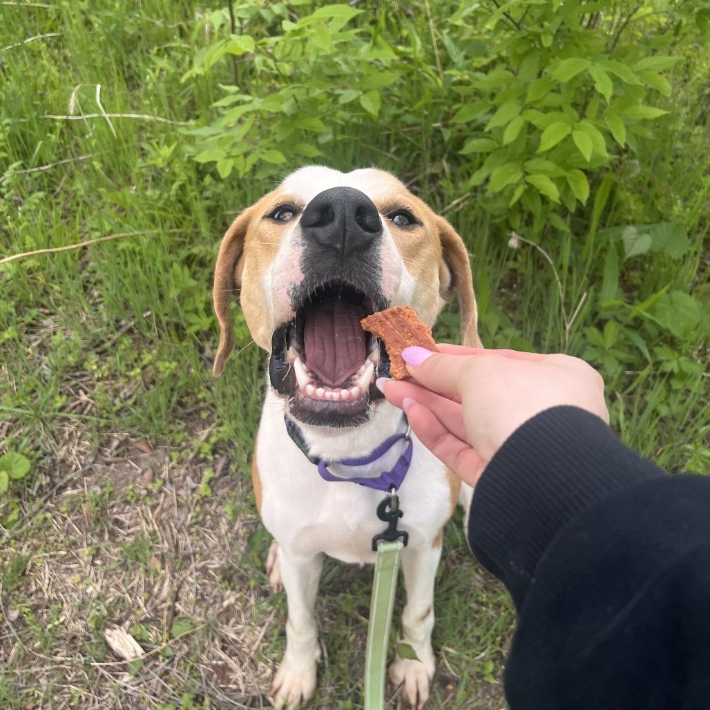 Enlarge Lokey, a Adoptable Mixed Breed in Bentonville, AR image 4/6