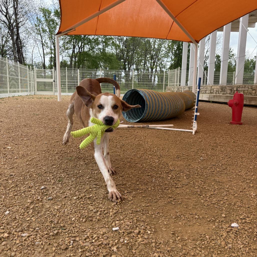 Enlarge Lokey, a Adoptable Mixed Breed in Bentonville, AR image 5/6