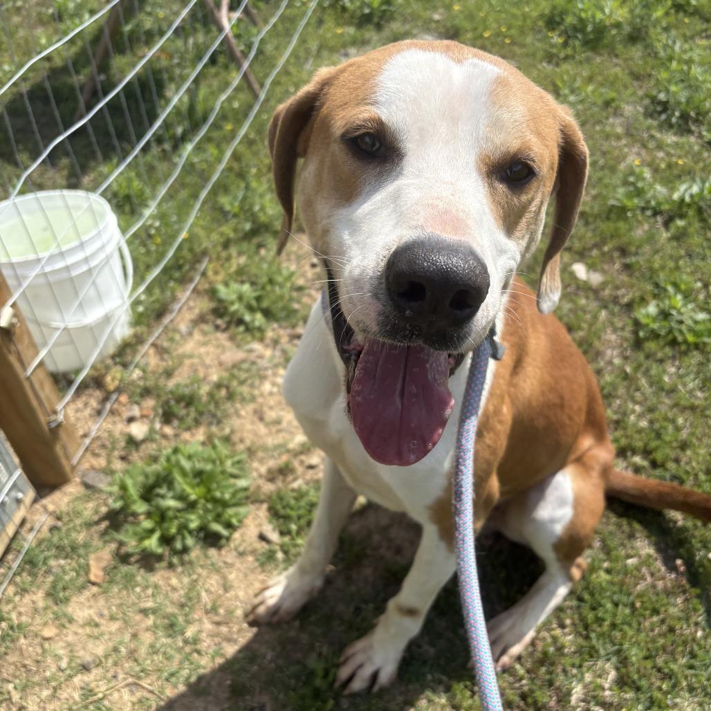 Enlarge Lokey, a Adoptable Mixed Breed in Bentonville, AR image 6/6