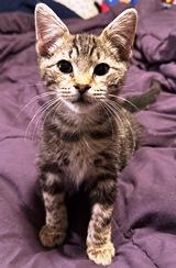 Enlarge Gunner, a Adopted Domestic Short Hair in Lebanon, PA image 1/1