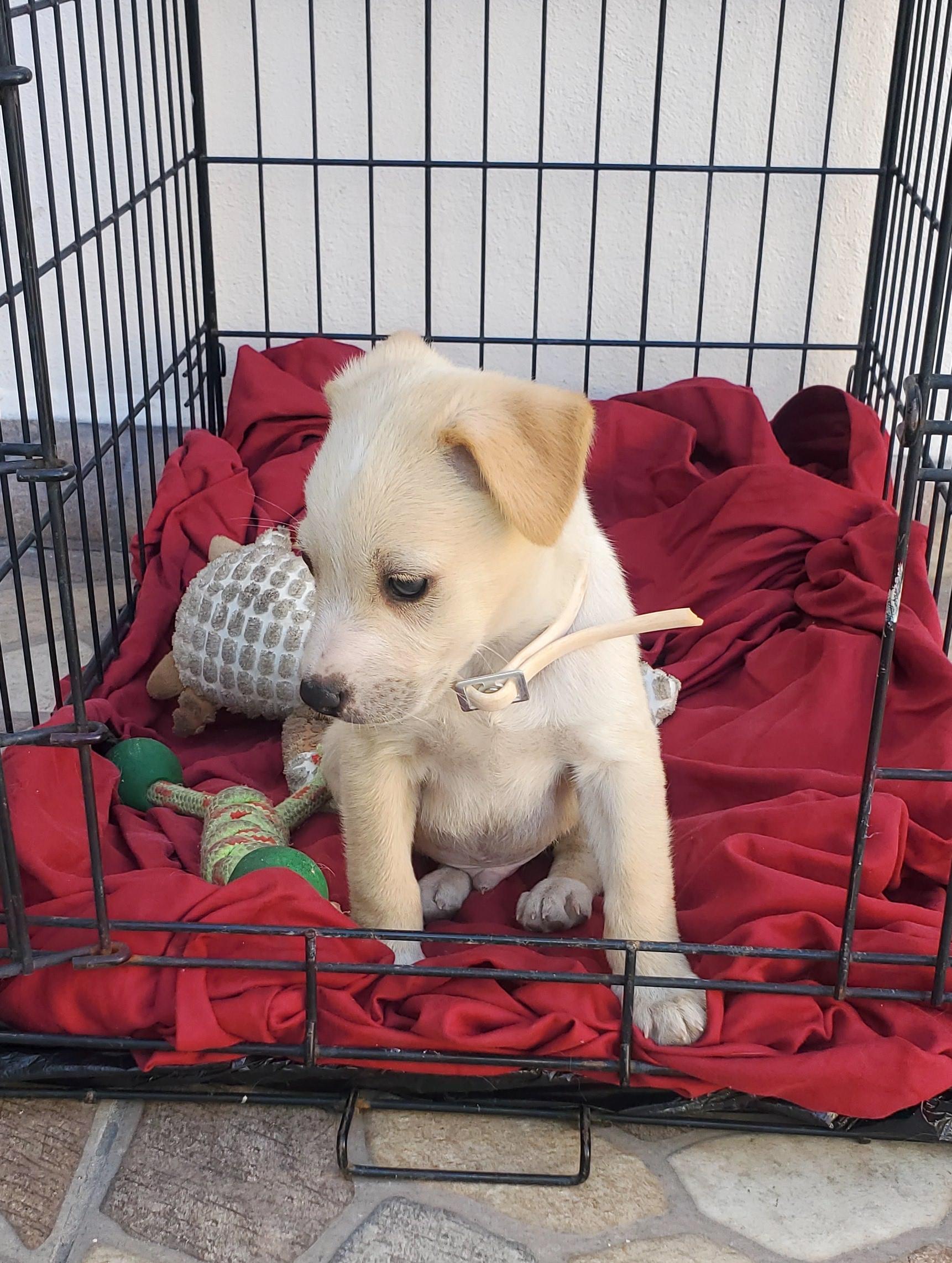 Güero (25) — thumbnail 2