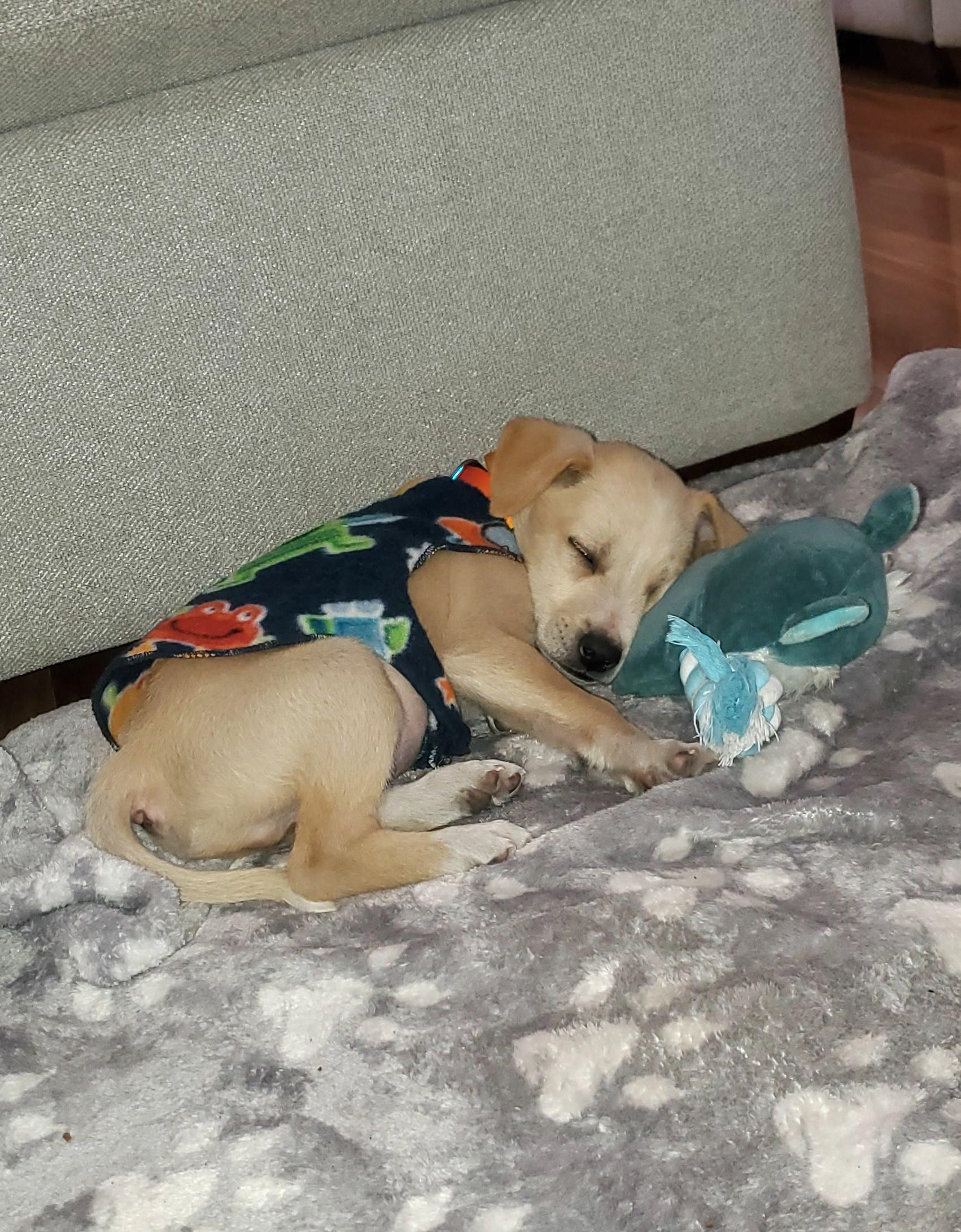 Güero (25) — thumbnail 3