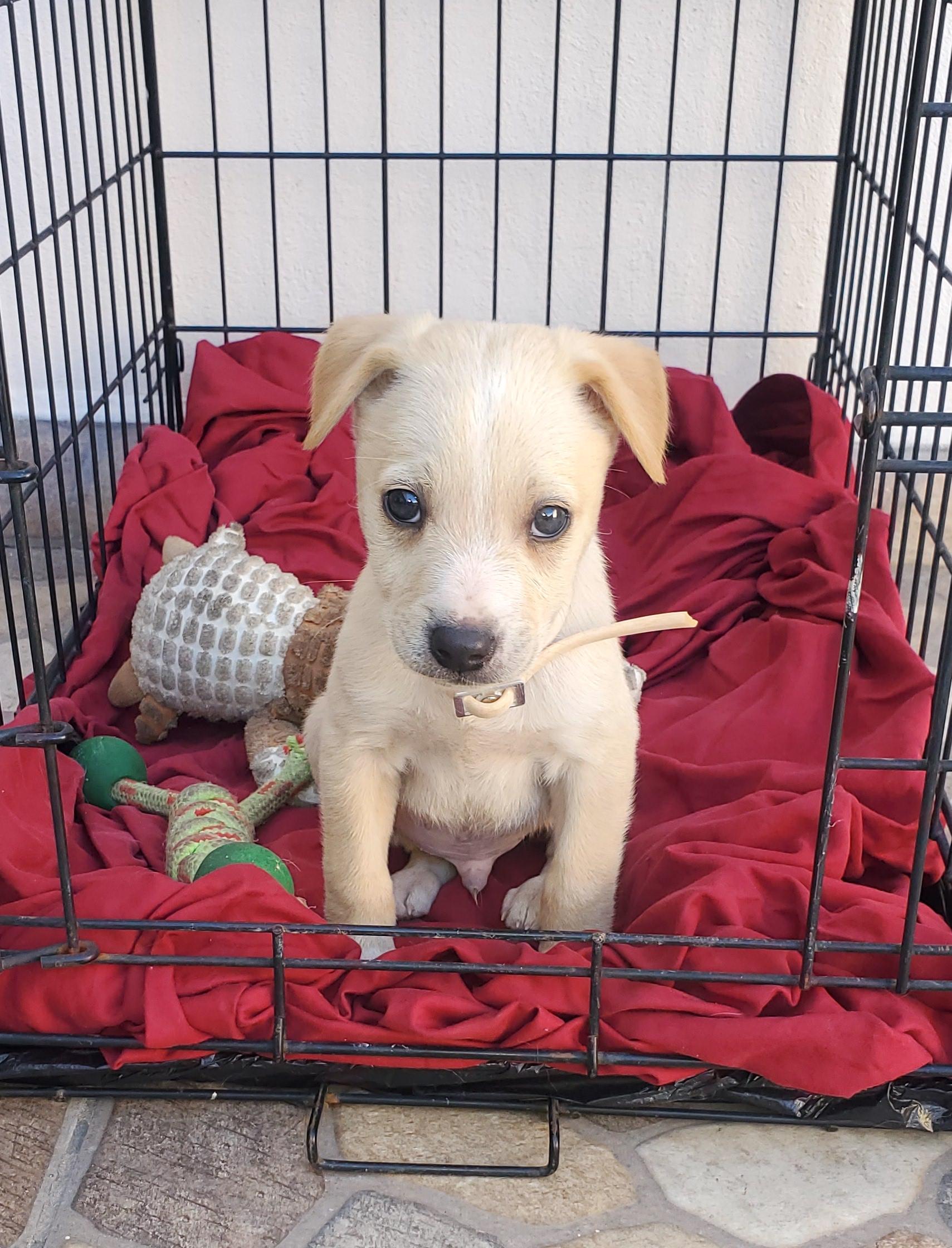 Güero (25) — thumbnail 4