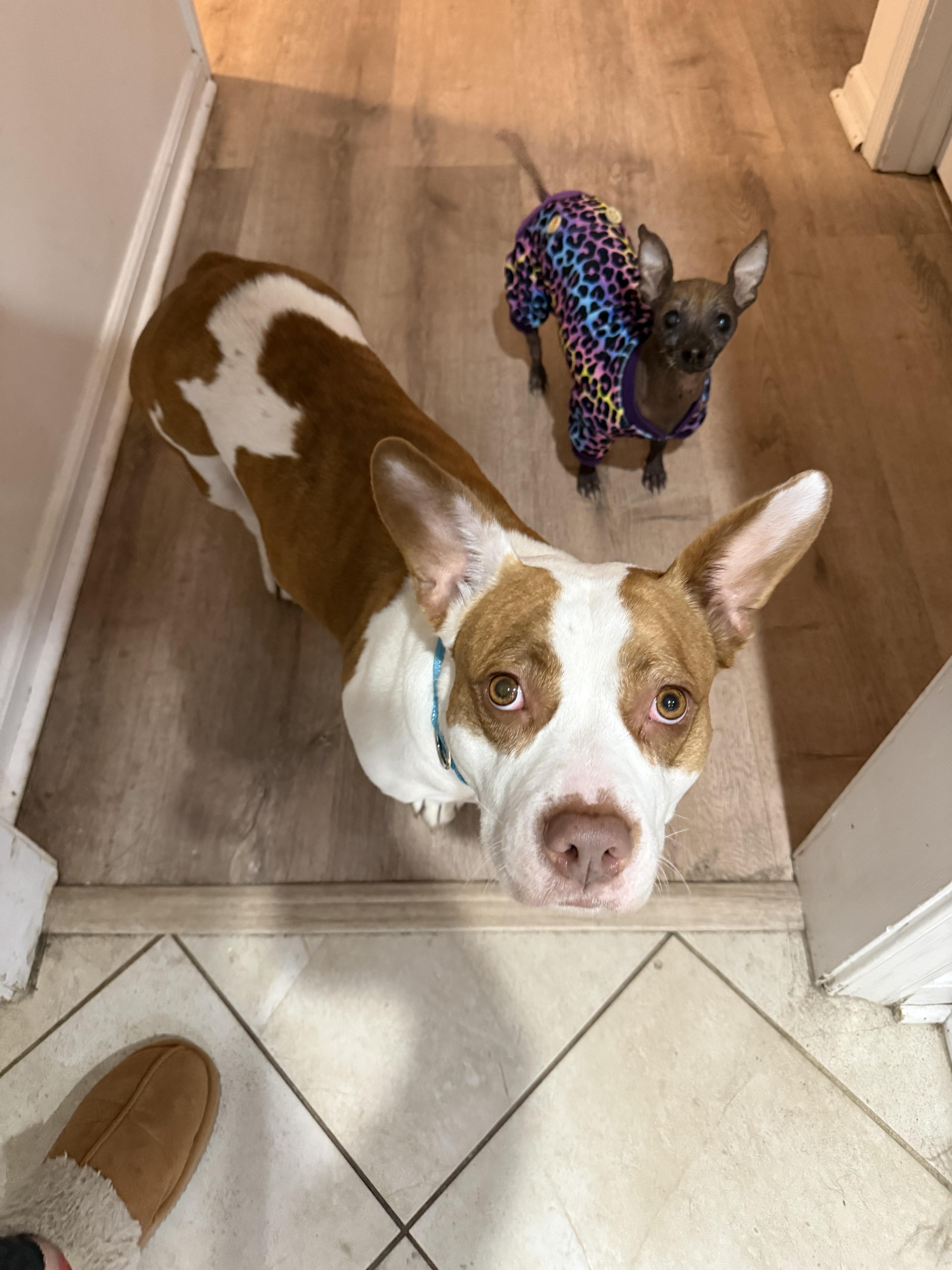 Sugar Plum , ADOPTABLE, Young Female Corgi & Pit Bull Terrier.