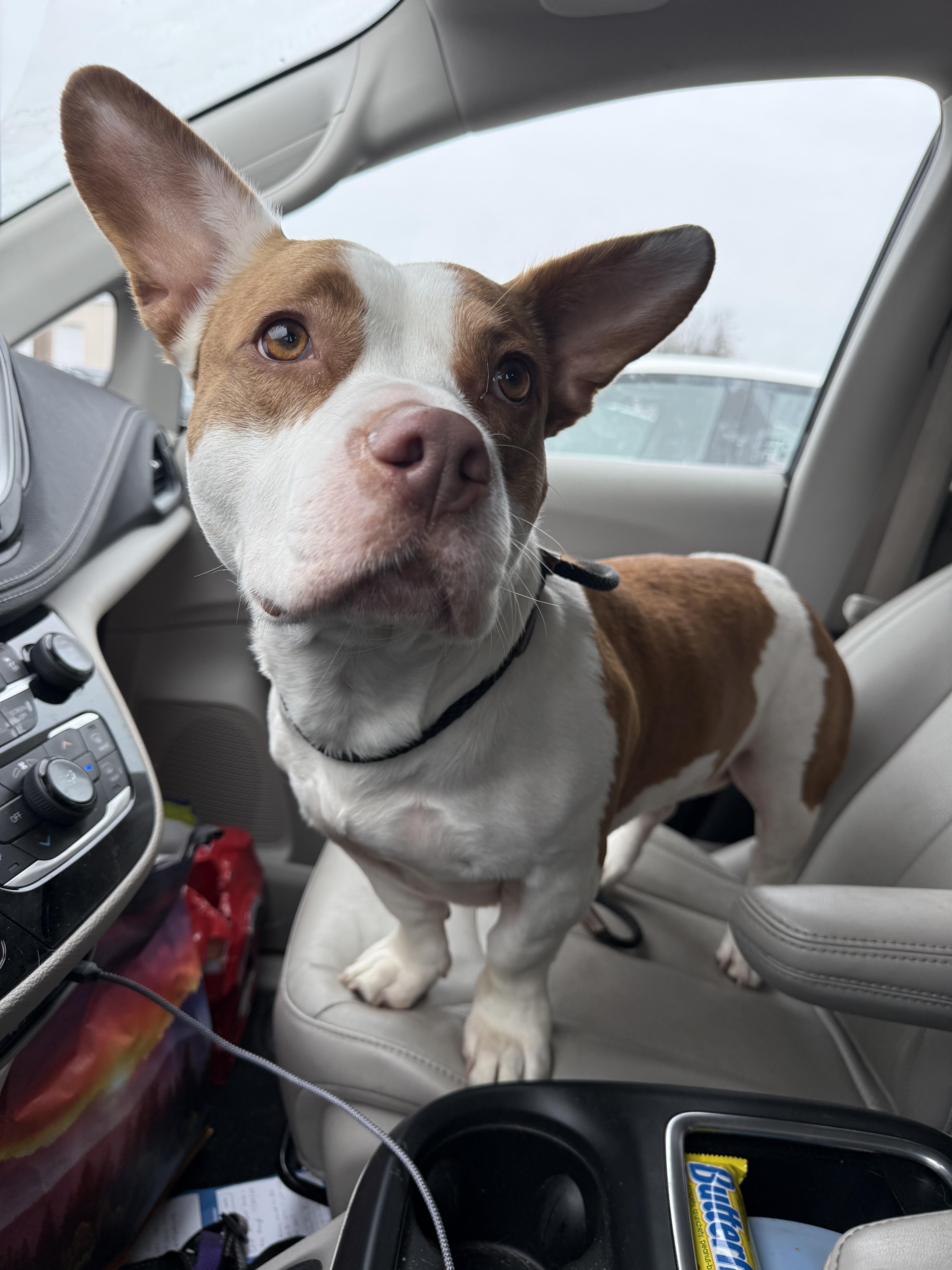 Enlarge Sugar Plum , a ADOPTABLE mixed breed in Medford, NJ image 2/4