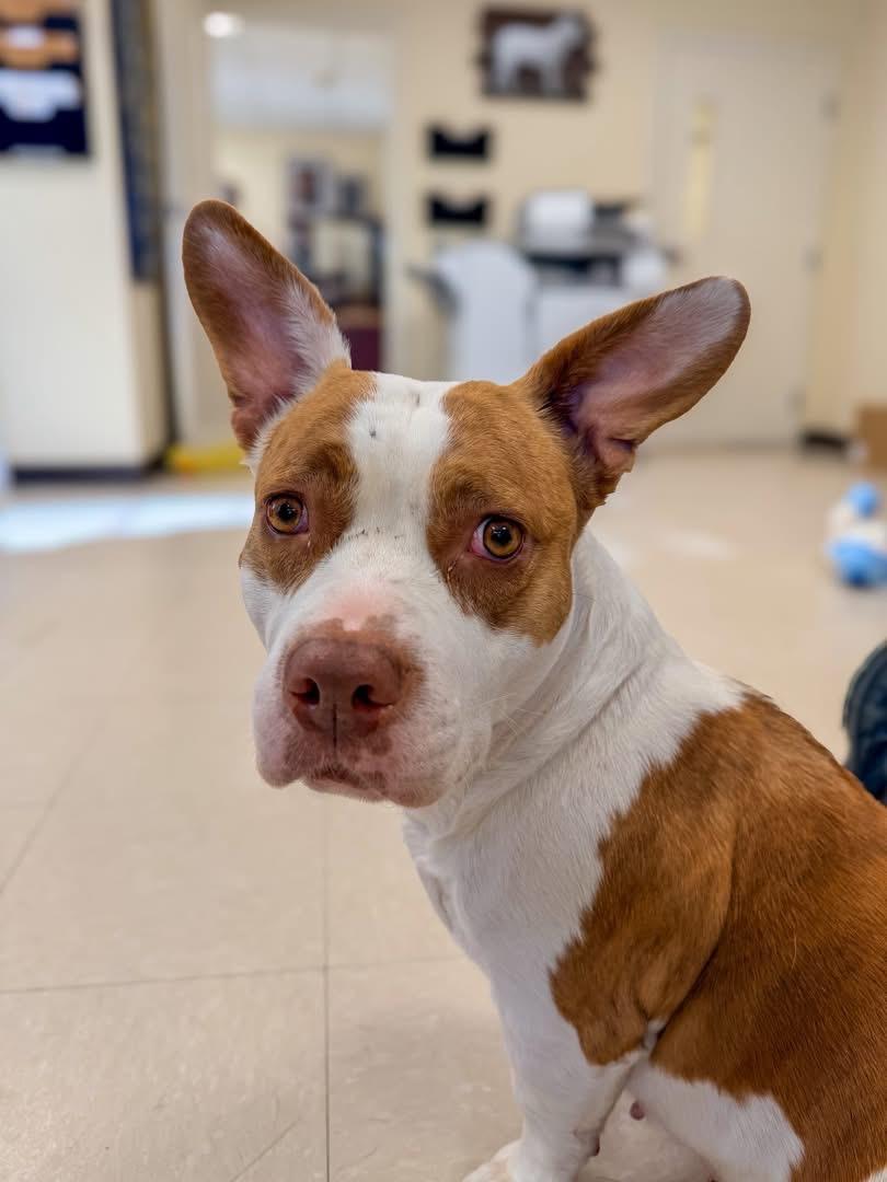 Enlarge Sugar Plum , a ADOPTABLE mixed breed in Medford, NJ image 3/4