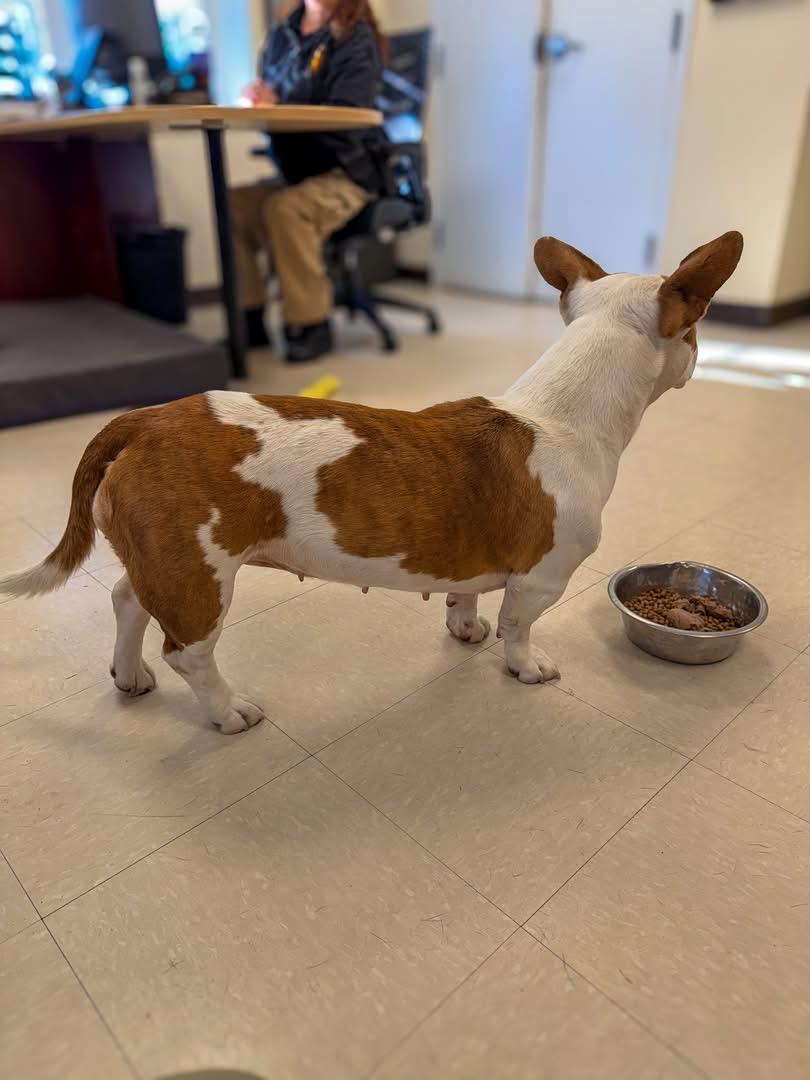 Enlarge Sugar Plum , a ADOPTABLE mixed breed in Medford, NJ image 4/4