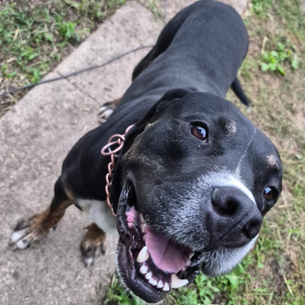 Bear, Adoptable, Adult Male Mastiff & Mixed Breed.
