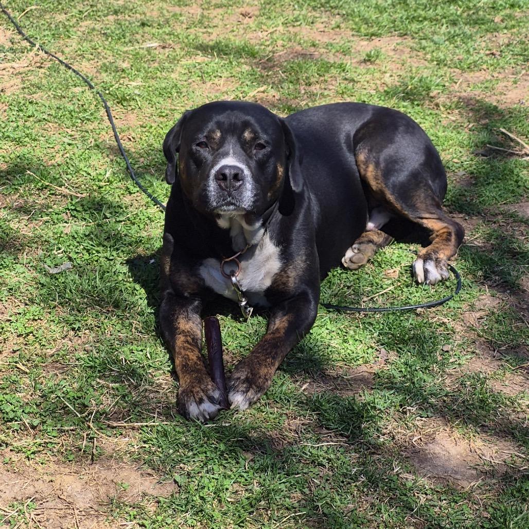 Bear, Adoptable, Adult Male Mastiff & Mixed Breed.