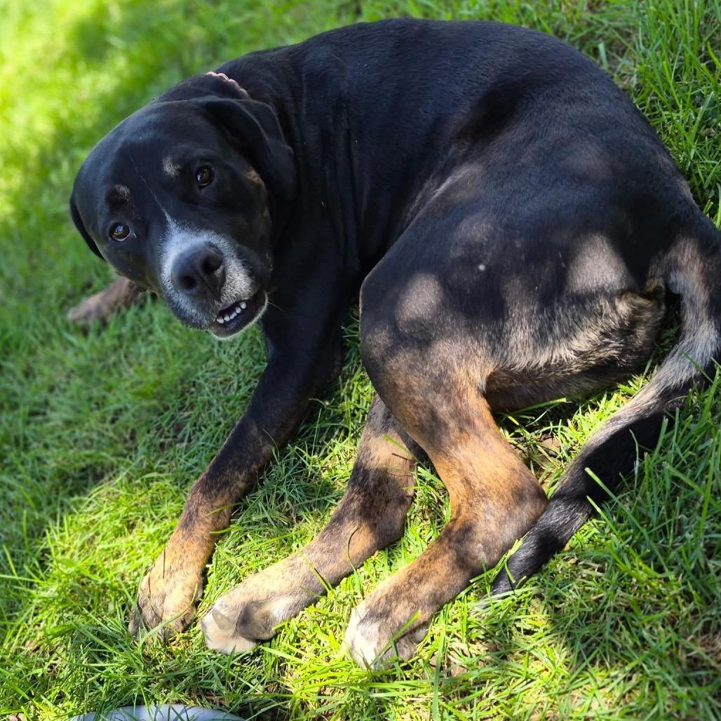 Bear, a Adoptable mixed breed in Chillicothe, IL image 3/4