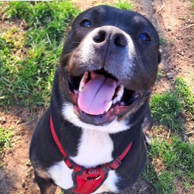 Enlarge Bear, a Adoptable mixed breed in Chillicothe, IL image 2/2