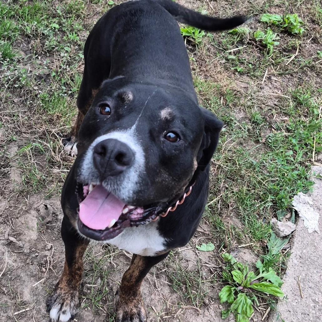 Bear, a Adoptable mixed breed in Chillicothe, IL image 4/4
