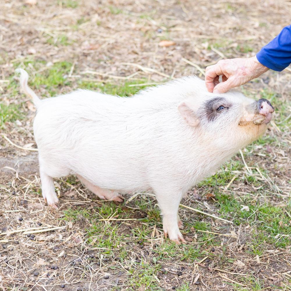 Enlarge Daphne (Female), a Adoptable mixed breed in West Grove, PA image 1/5