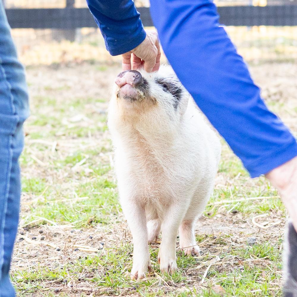 Enlarge Daphne (Female), a Adoptable mixed breed in West Grove, PA image 5/5