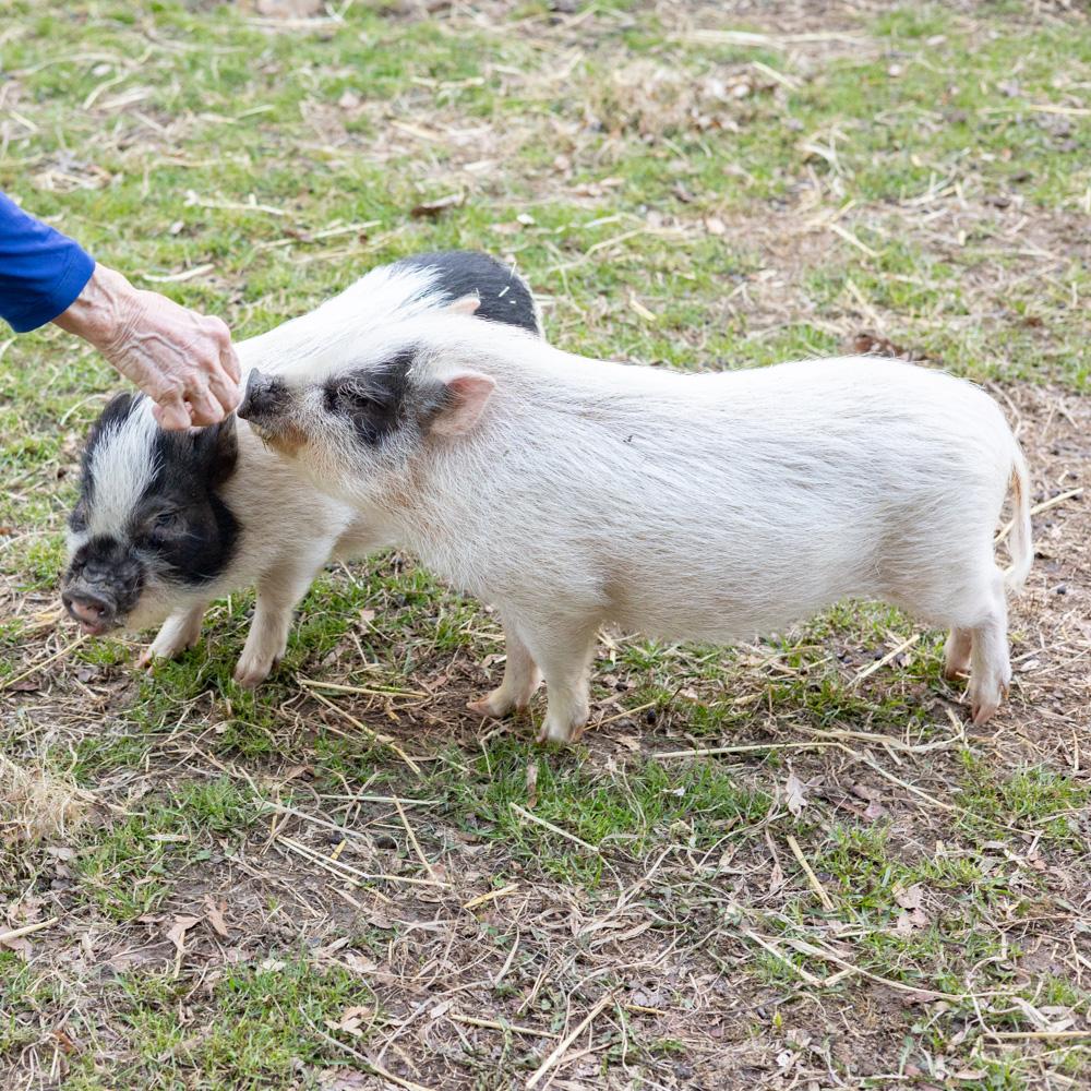 Enlarge Daphne (Female), a Adoptable mixed breed in West Grove, PA image 4/5