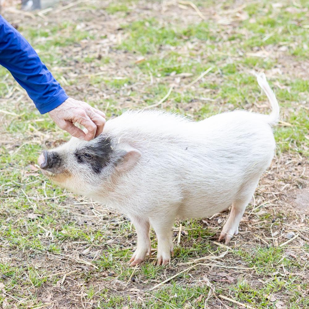 Enlarge Daphne (Female), a Adoptable mixed breed in West Grove, PA image 2/5