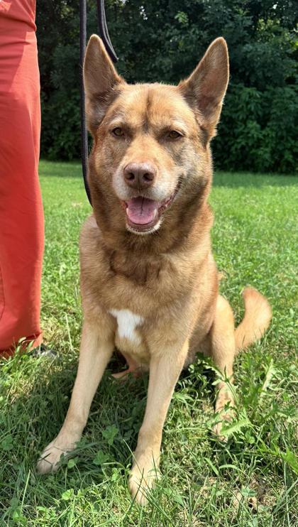 Eve, Adoptable, Senior Female Akita & Mixed Breed.