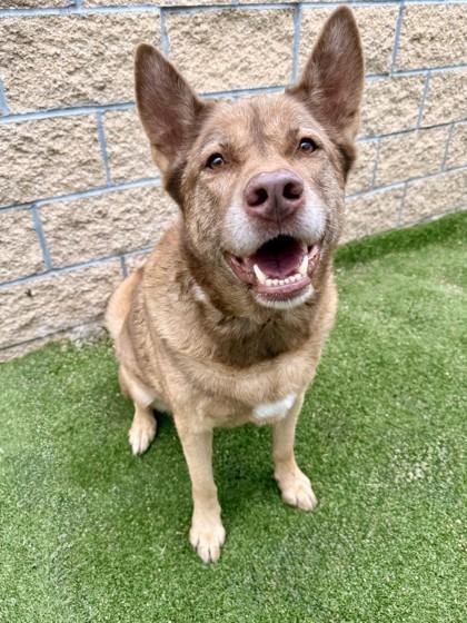 Enlarge Eve, a Adoptable mixed breed in Independence, MO image 2/3
