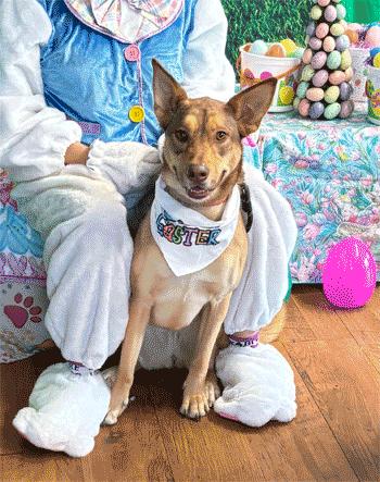 Enlarge Rue, a ADOPTABLE Mixed Breed in West Decatur, PA image 2/4