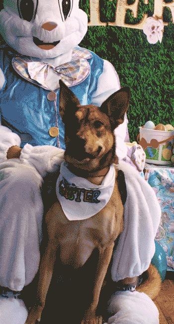 Enlarge Rue, a ADOPTABLE Mixed Breed in West Decatur, PA image 3/4