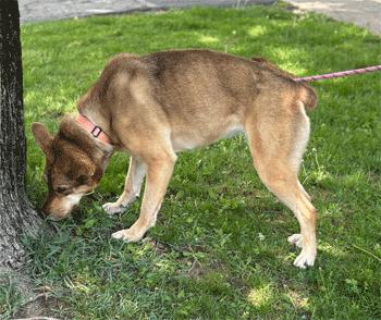 Enlarge Rue, a ADOPTABLE Mixed Breed in West Decatur, PA image 4/6