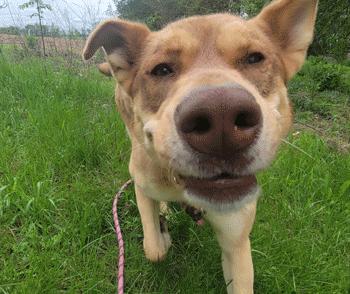 Enlarge Rue, a ADOPTABLE Mixed Breed in West Decatur, PA image 3/6