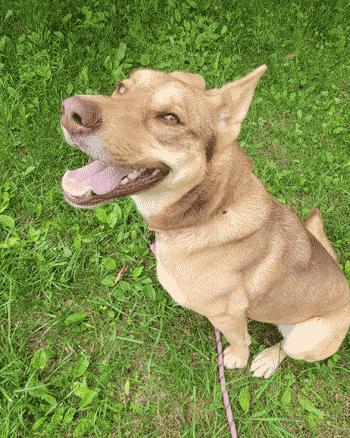 Enlarge Rue, a ADOPTABLE Mixed Breed in West Decatur, PA image 2/6