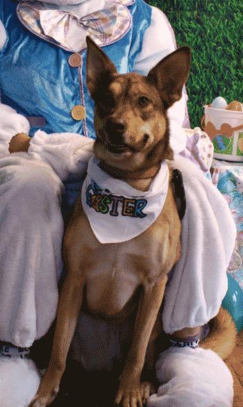 Enlarge Rue, a ADOPTABLE Mixed Breed in West Decatur, PA image 4/4