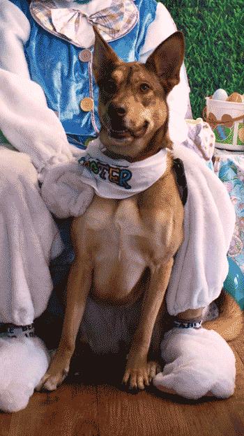 Rue, ADOPTABLE, Adult Female Mixed Breed.