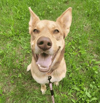 Enlarge Rue, a ADOPTABLE Mixed Breed in West Decatur, PA image 1/6