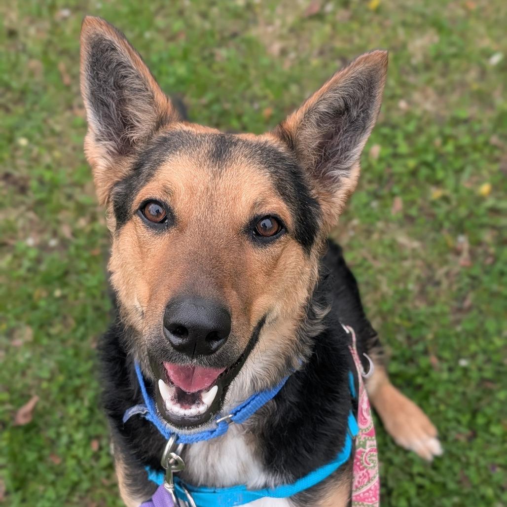 Enlarge Flynn, a Adoptable mixed breed in Naperville, IL image 1/6