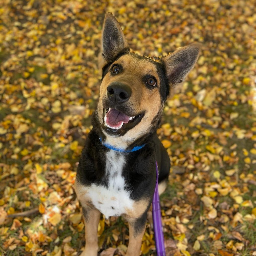 Enlarge Flynn, a Adoptable mixed breed in Naperville, IL image 2/6