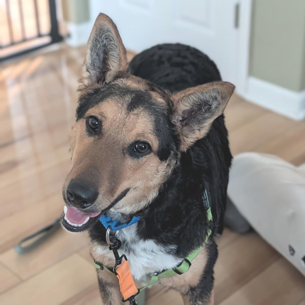 Enlarge Flynn, a Adoptable mixed breed in Naperville, IL image 3/6