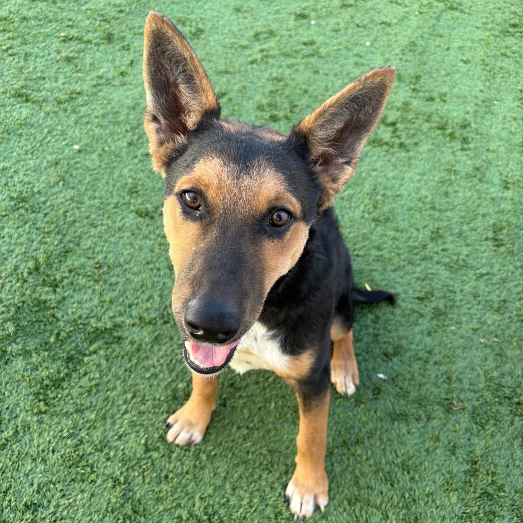 Enlarge Flynn, a Adoptable mixed breed in Naperville, IL image 4/6