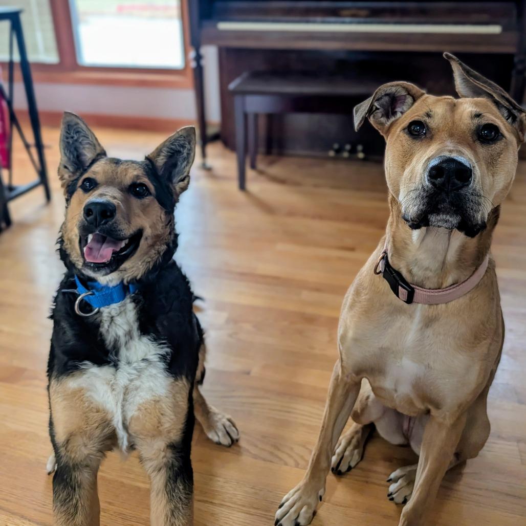 Enlarge Flynn, a Adoptable mixed breed in Naperville, IL image 6/6