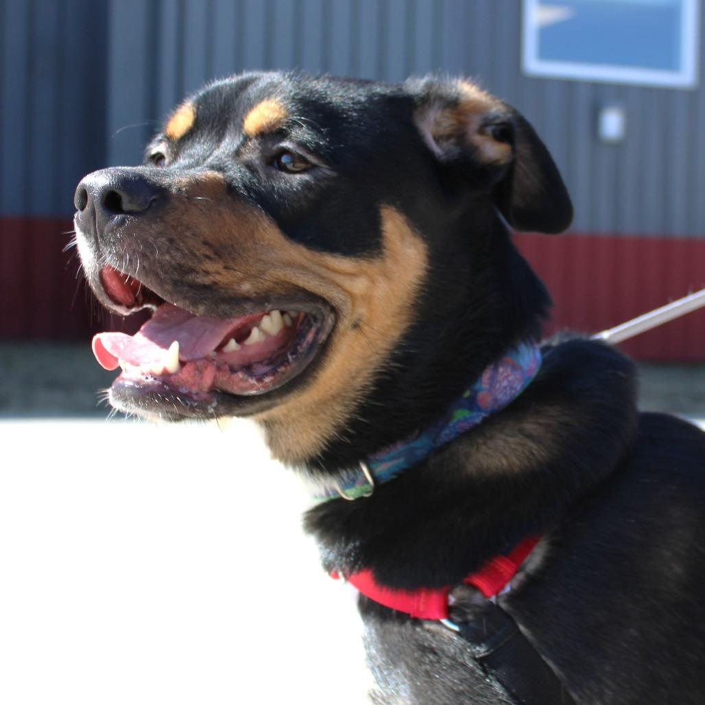 Loki, Adoptable, Adult Male Australian Shepherd & Pit Bull Terrier.