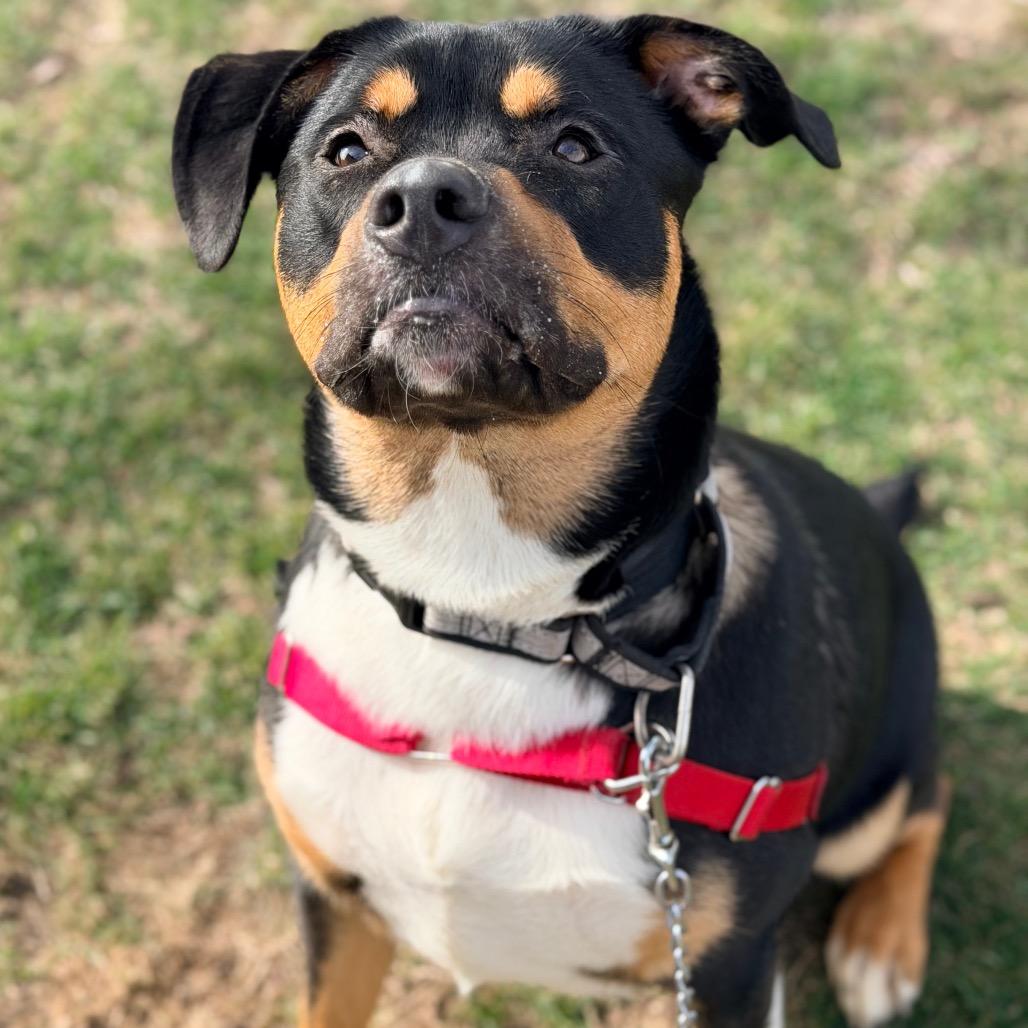 Enlarge Loki, a Adoptable mixed breed in Champaign, IL image 2/4