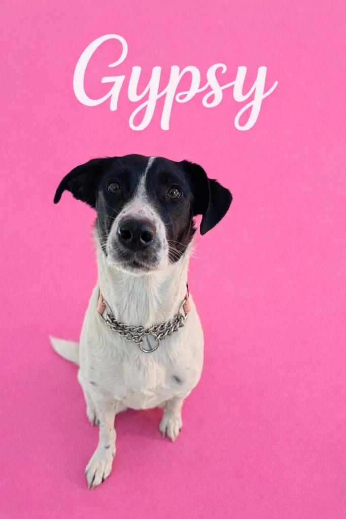 Enlarge Gypsy, a Adoptable mixed breed in Brookings, OR image 1/1