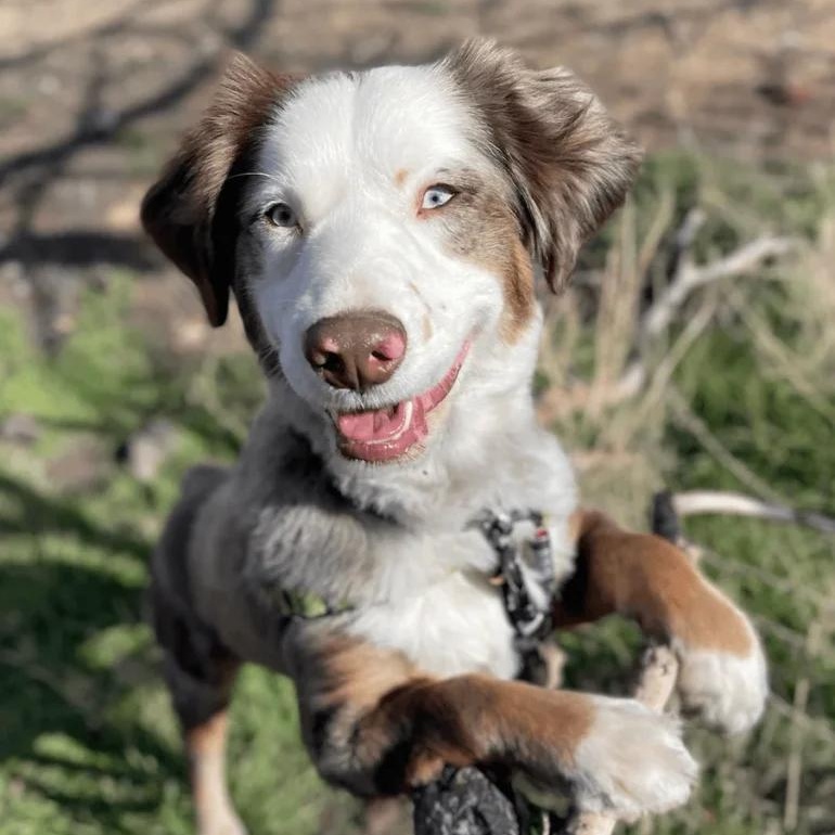 Enlarge Maserati (Masi), an adopted mixed breed in Washoe Valley, NV image 1/2